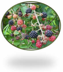 Choosing raspberries, strawberries and rhubarb