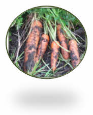 Choosing Root Vegetables