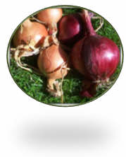 Choosing Plants from the Onion Family