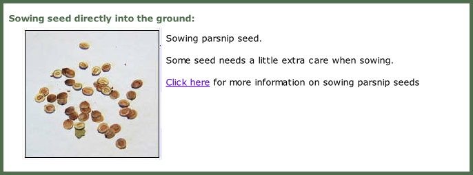 Sowing seed directly into the ground:  Sowing parsnip seed.  Some seed needs a little extra care when sowing.  Click here for more information on sowing parsnip seeds
