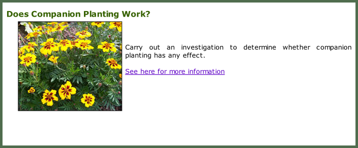 Does Companion Planting Work?    Carry out an investigation to determine whether companion planting has any effect.  See here for more information