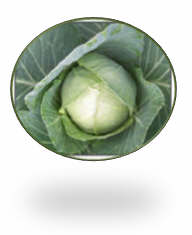 Choosing Brassicas - plants from the cabbage family